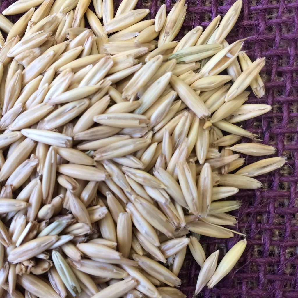 BOB OATS Douglass King Seeds